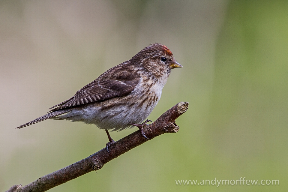 ブランチ 鳥 羽 野生動物