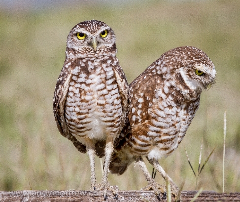 鳥 野生動物 嘴 フクロウ 写真