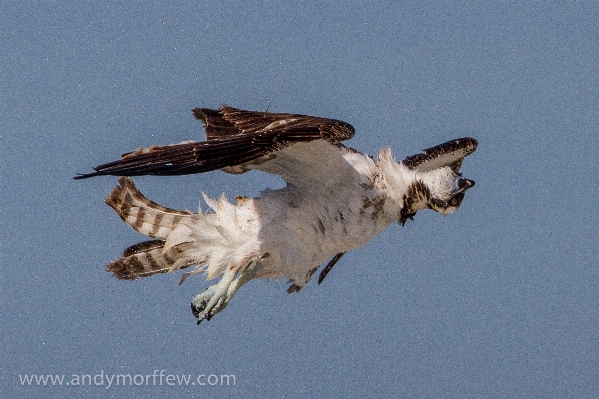 Bird wing flight eagle Photo