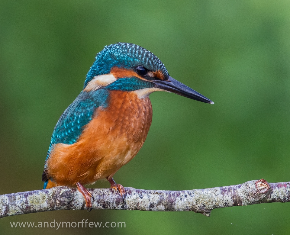 Burung margasatwa paruh robin