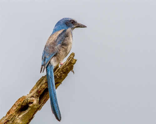 Photo Bifurquer oiseau aile explorer