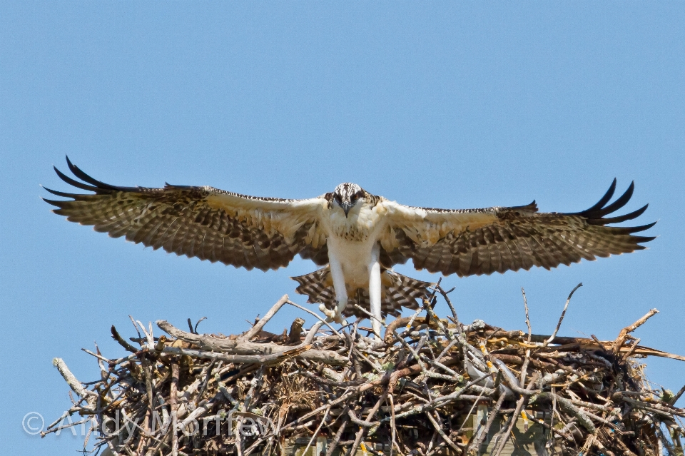 Oiseau aile faune le bec