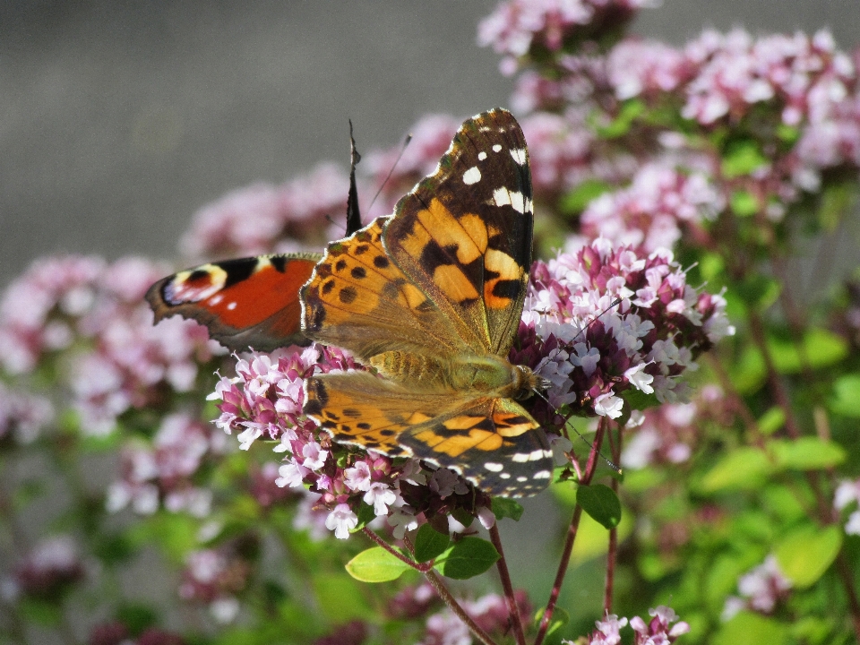 Natur blüte anlage blume