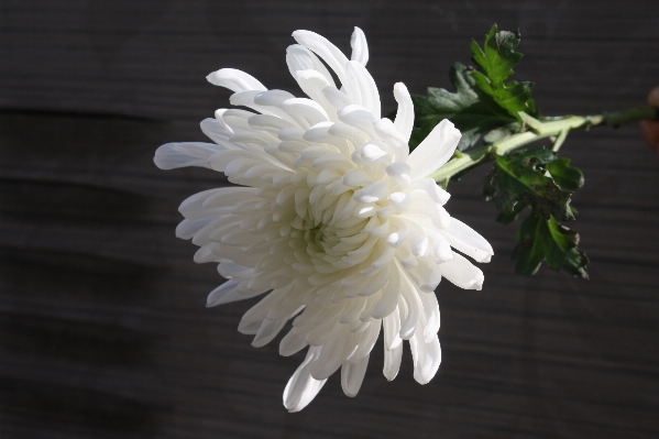 Plant white flower petal Photo