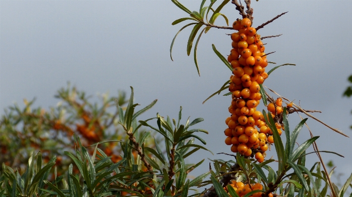 Tree plant fruit leaf Photo