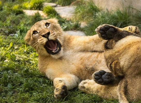 遊ぶ 動物 野生動物 野生 写真