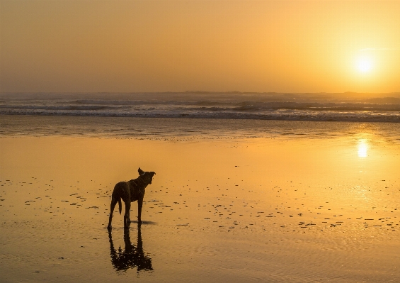 Foto Pantai lanskap laut pesisir