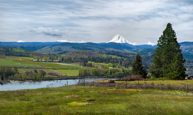 Landscape tree nature wilderness Photo