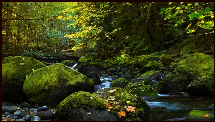 風景 木 水 自然 写真