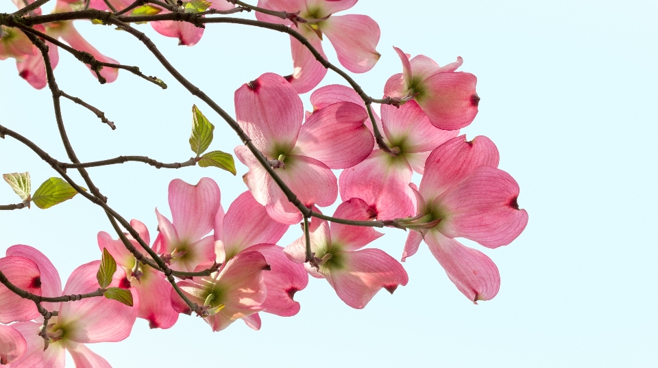 Tree nature branch blossom