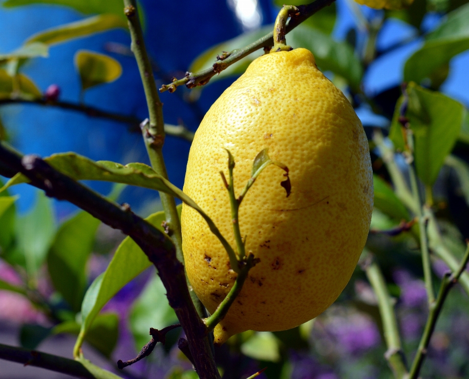 Baum natur zweig anlage