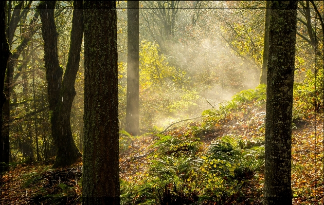 Landscape tree nature forest Photo