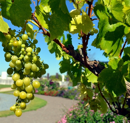 Tree branch plant grape Photo