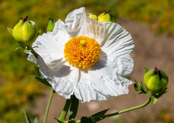 Nature blossom bokeh plant Photo