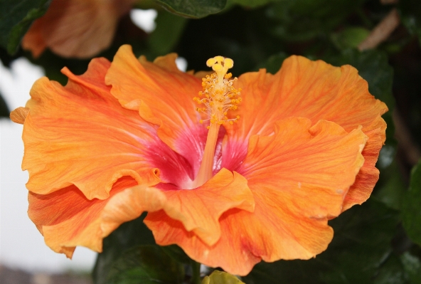 Plant flower petal orange Photo