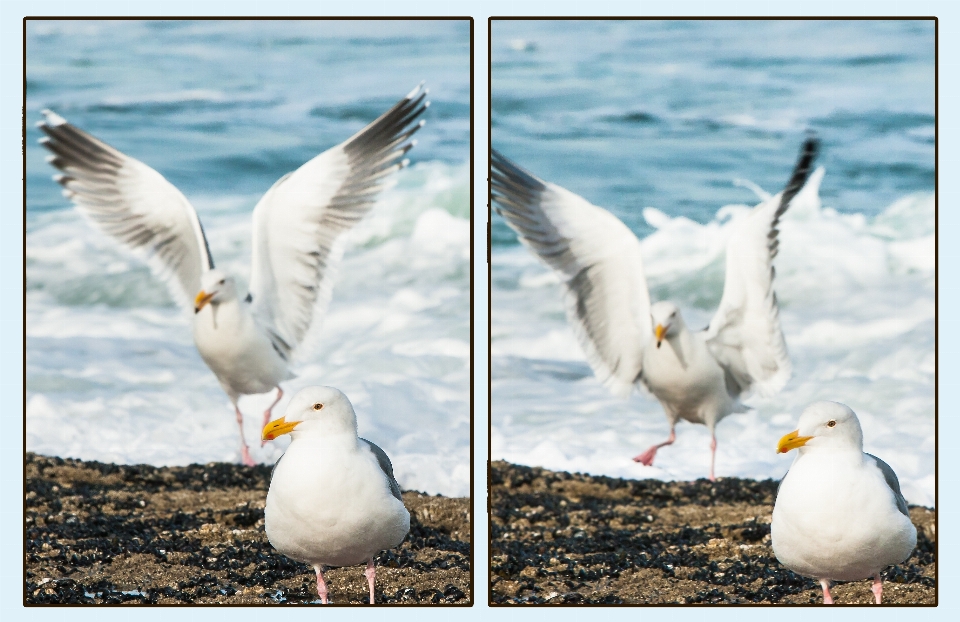 Eau nature océan oiseau