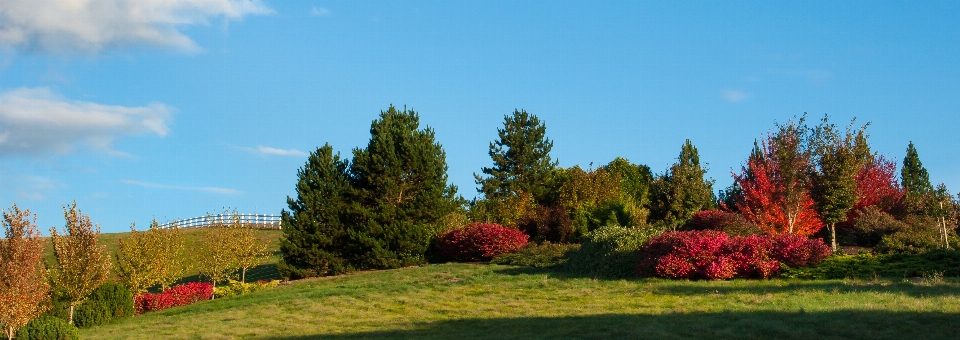 Landschaft baum gras berg