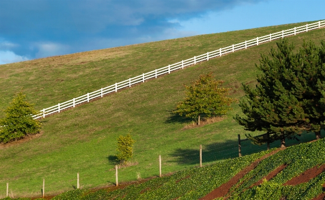 Landscape tree grass mountain Photo