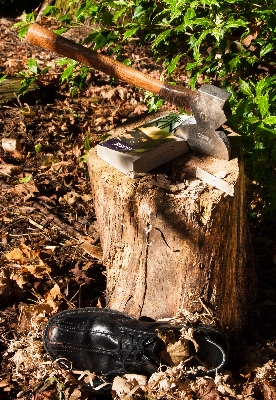 Tree nature book shoe Photo