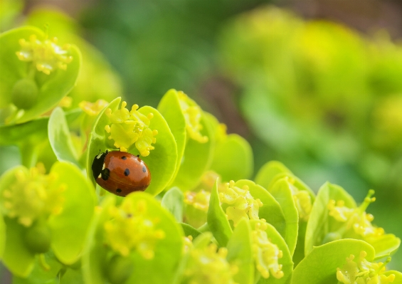 Natur blüte anlage fotografie Foto