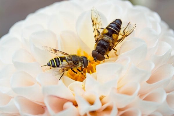 Zdjęcie Natura kwitnąć fotografia kwiat