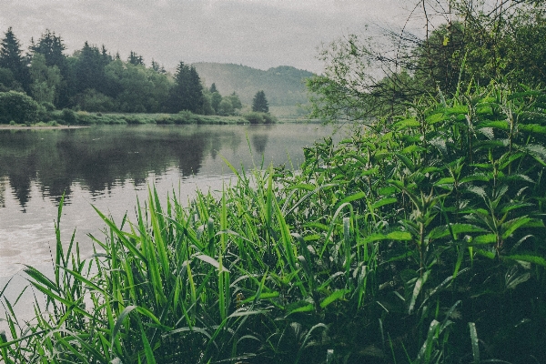 Landscape water nature grass Photo