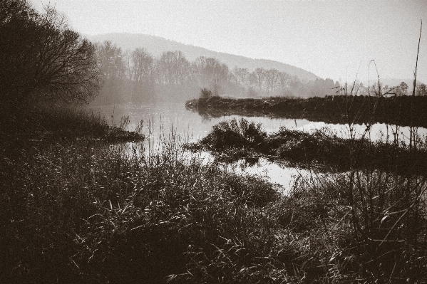 Landscape tree water nature Photo