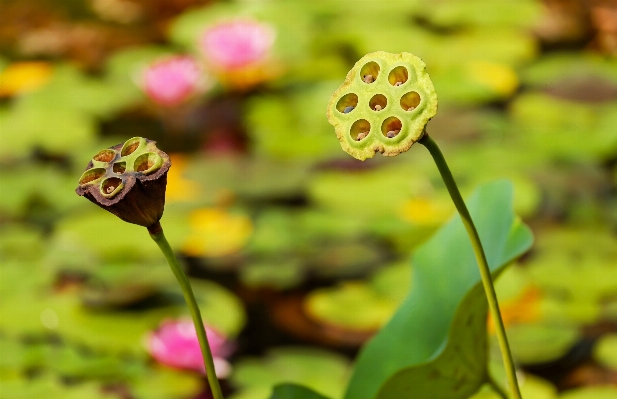 Nature blossom plant photography Photo