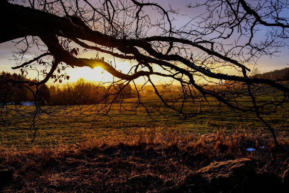 Landschaft baum natur wald