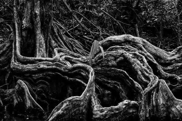 Foto Pohon alam hutan cabang