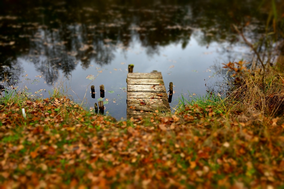 Krajobraz drzewo woda natura