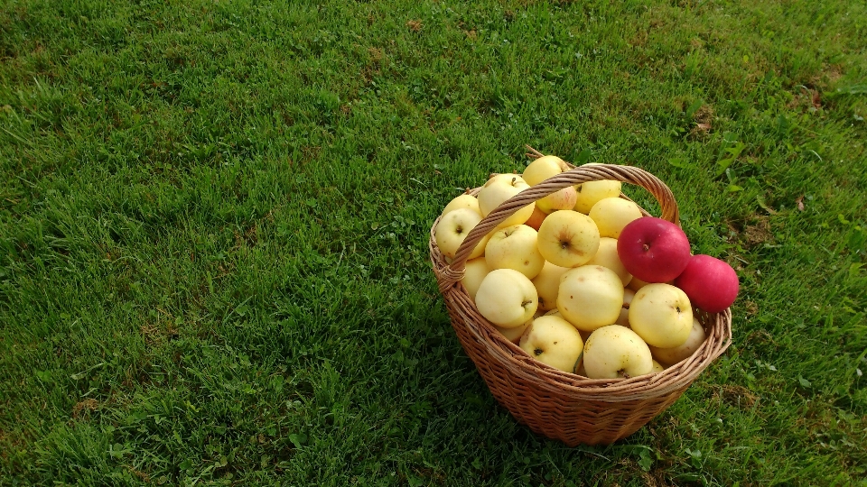 Apple nature herbe usine