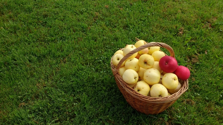 Foto Apple natureza grama plantar