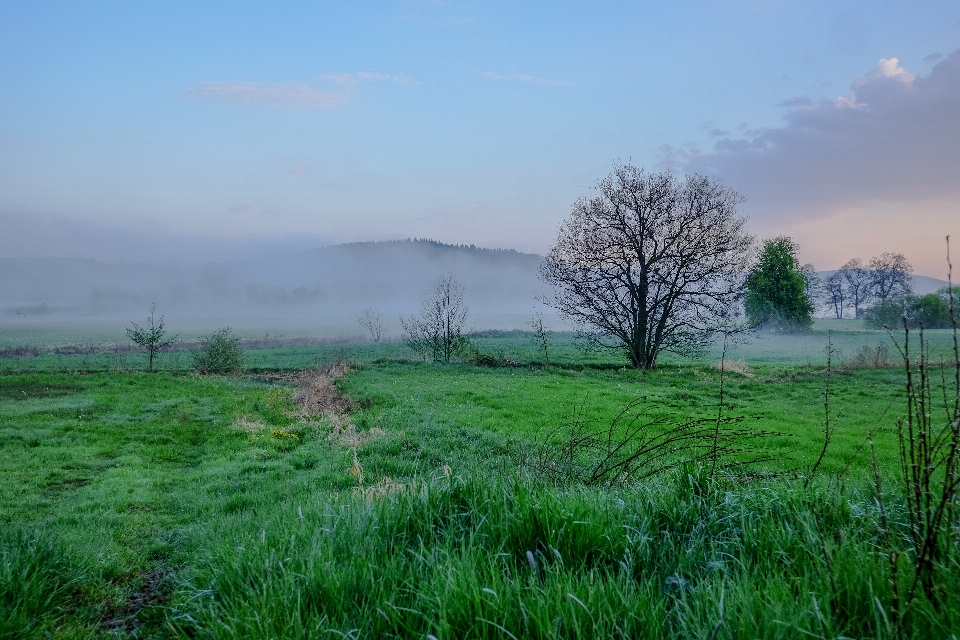 Paesaggio albero natura foresta