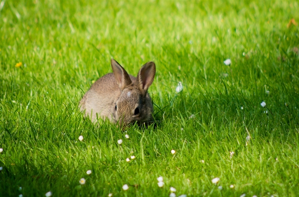 Nature grass field lawn Photo