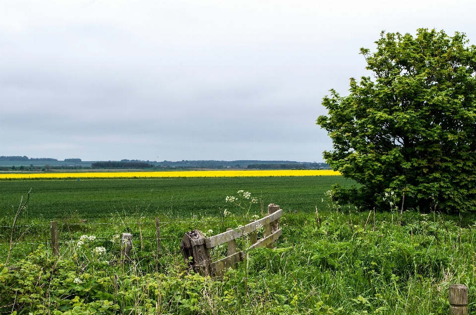 Paysage arbre nature herbe