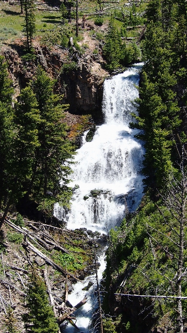 Paesaggio albero acqua natura