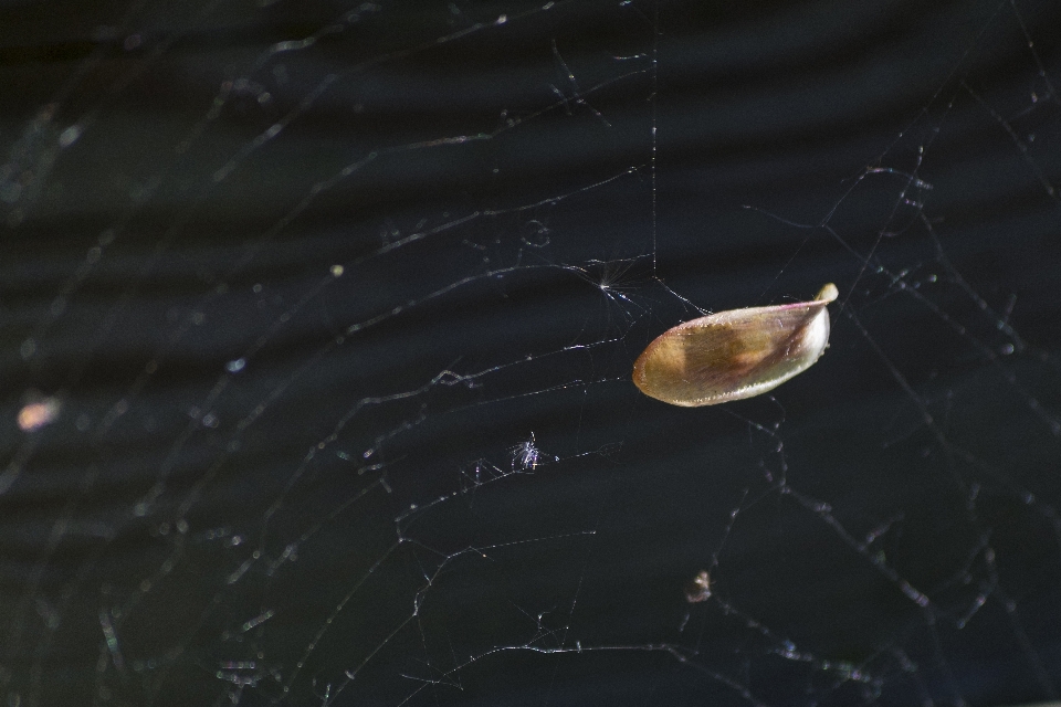 Natur draussen spinnennetz
 betrachtung