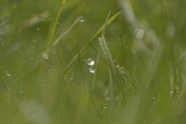 Water nature grass outdoor Photo