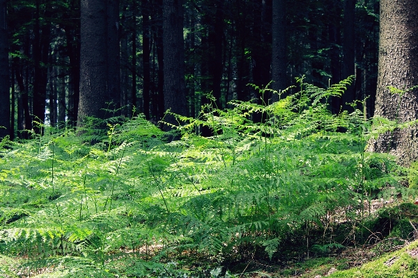 風景 木 自然 森 写真