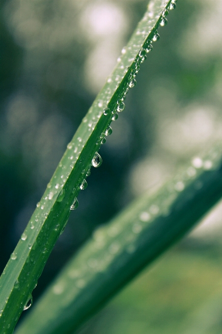 Water nature grass branch