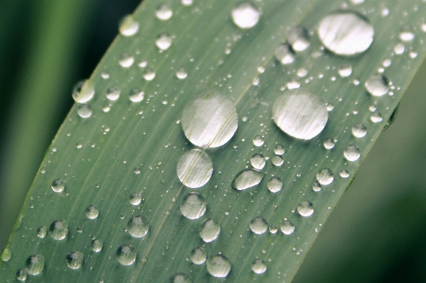 Water nature grass drop Photo