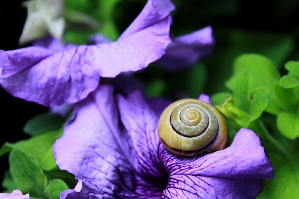 Natureza florescer plantar fotografia