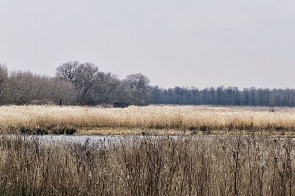 Landschaft baum natur gras Foto