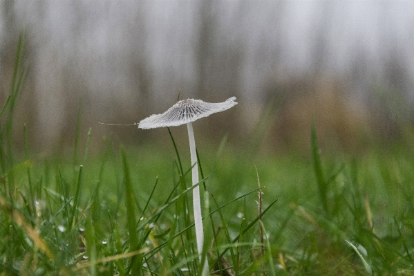 Nature forest grass outdoor Photo