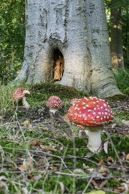 Tree nature forest outdoor Photo