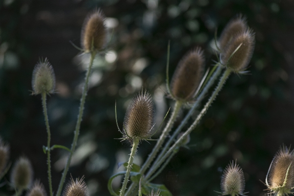 Nature outdoor plant photography Photo