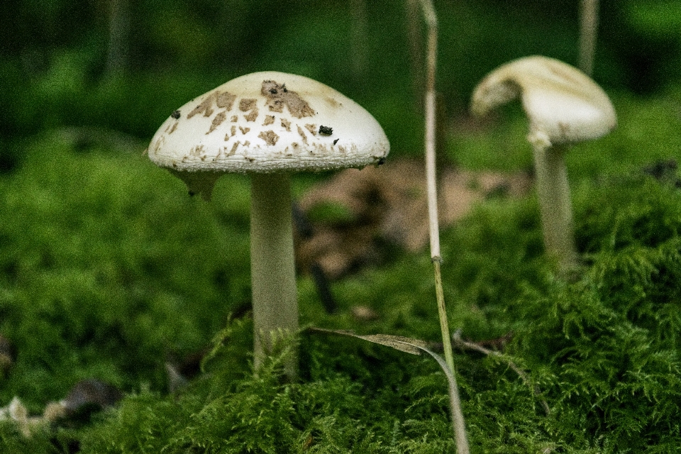 Natureza floresta grama ar livre