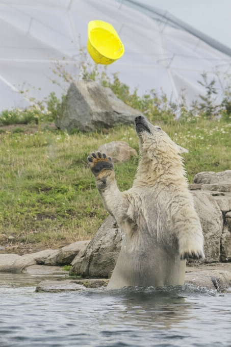 アウトドア 動物 写真 クマ