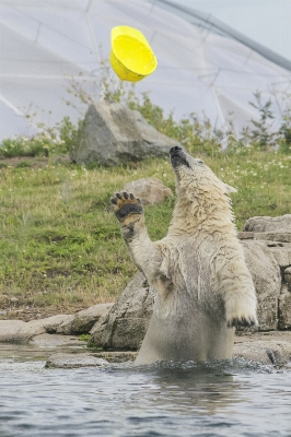 Dış mekan hayvan fotoğraf ayı Fotoğraf